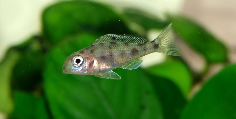 Xenotilapia spilopterus 'Mabilibili'